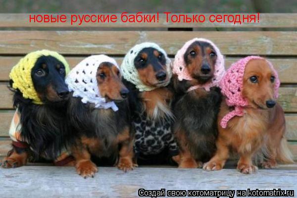 Котоматрица: новые русские бабки! Только сегодня!