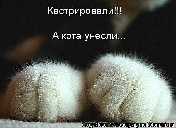 Кастрировали!!! А кота унесли...... Котоматрица: Кастрировали!!! А кота унесли...