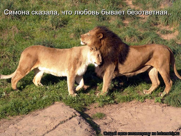 Котоматрица: Симона сказала, что любовь бывает безответная..