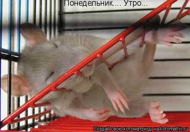 Котоматрица: Понедельник.... Утро...
