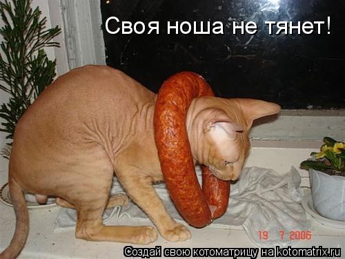Котоматрица: Своя ноша не тянет!