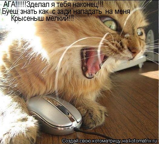 Котоматрица: АГА!!!!!!Зделал я тебя наконец!!! Крысеныш мелкий!!! Буеш знать как  с зади нападать  на меня
