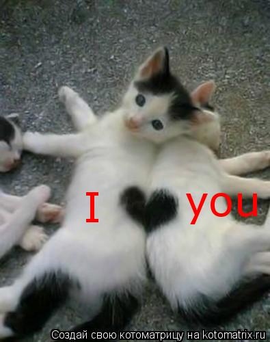 Котоматрица: I you