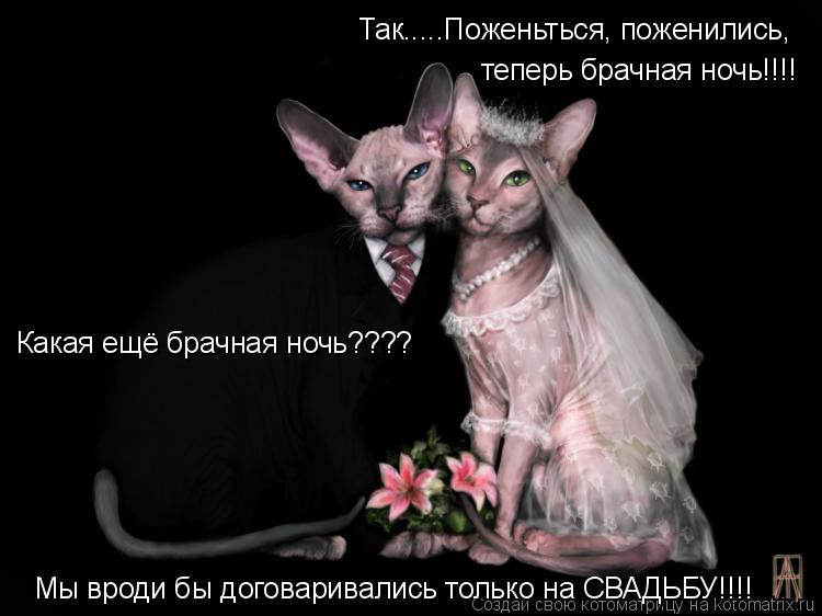 Котоматрица: Так.....Поженьться, поженились,  теперь брачная ночь!!!! Какая ещё брачная ночь???? Мы вроди бы договаривались только на СВАДЬБУ!!!!