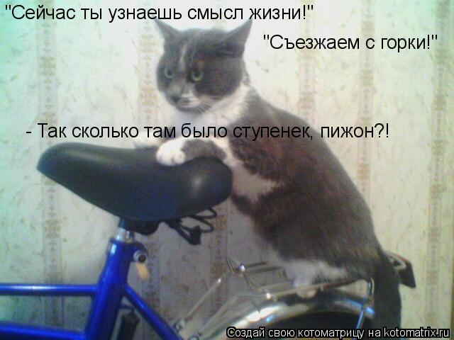 Котоматрица: "Сейчас ты узнаешь смысл жизни!" "Съезжаем с горки!" - Так сколько там было ступенек, пижон?!