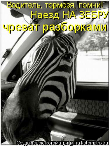 Котоматрица: Наезд НА ЗЕБРУ чреват разборками Водитель, тормозя, помни!