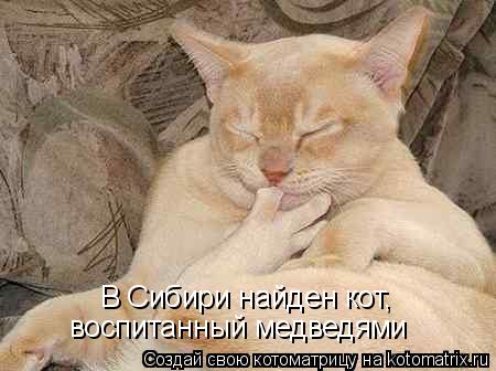 Котоматрица: В Сибири найден кот, воспитанный медведями