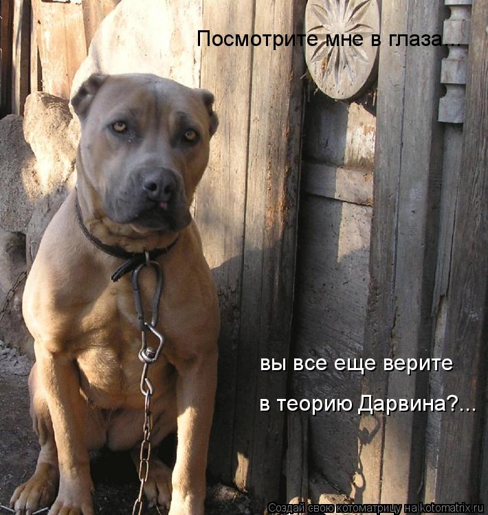 Котоматрица: Посмотрите мне в глаза... вы все еще верите в теорию Дарвина?...