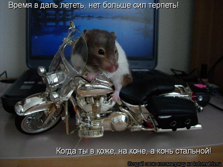 Время в даль лететь, нет больше сил терпеть! Когда ты в коже, на коне, а конь стальной!... Котоматрица: Время в даль лететь, нет больше сил терпеть! Когда ты в коже, на коне, а конь стальной!