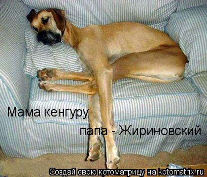 Мама кенгуру, папа - Жириновский... Котоматрица: Мама кенгуру, папа - Жириновский