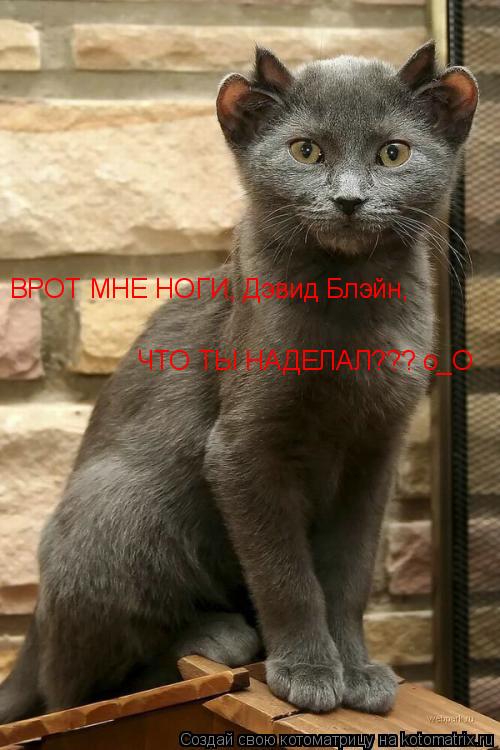 Котоматрица: ВРОТ МНЕ НОГИ, Дэвид Блэйн, ЧТО ТЫ НАДЕЛАЛ??? о_О