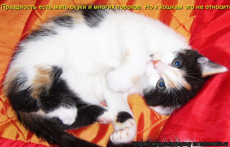 Праздность есть мать скуки и многих пороков. Но к кошкам это не относится.... Котоматрица: Праздность есть мать скуки и многих пороков. Но к кошкам это не относится.