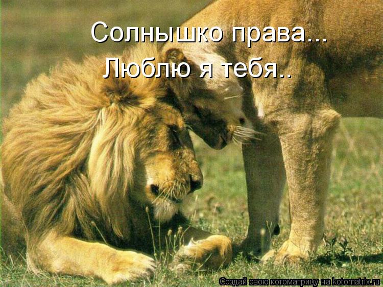 Котоматрица: Солнышко права... Люблю я тебя..