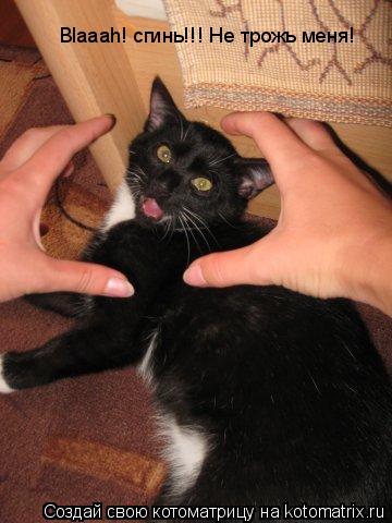 Вlaaah! сгинь!!! Не трожь меня!... Котоматрица: Вlaaah! сгинь!!! Не трожь меня!