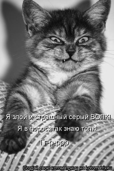 Котоматрица: Я злой и страшный серый ВОЛК! Я в поросятак знаю толк! Гг-р-ррр
