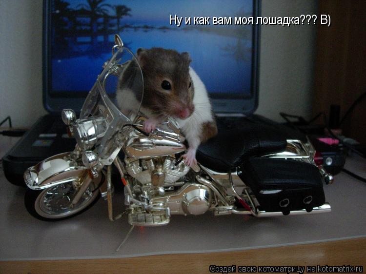 Ну и как вам моя лошадка??? В)... Котоматрица: Ну и как вам моя лошадка??? В)