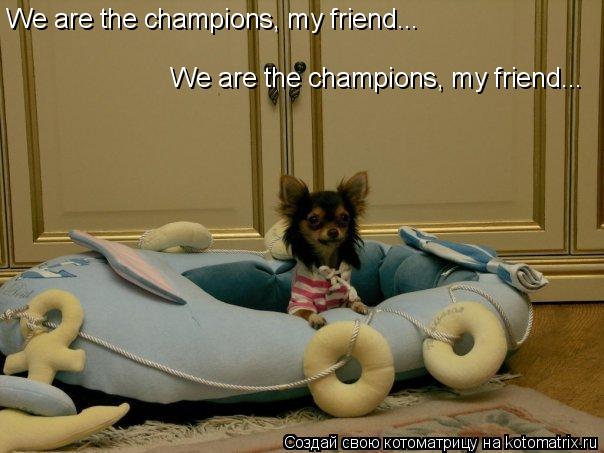 We are the champions, my friend... We are the champions, my friend...... Котоматрица: We are the champions, my friend... We are the champions, my friend...