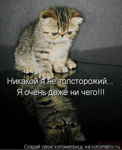 Котоматрица: Никакой я не толсторожий... Я очень даже ни чего!!!