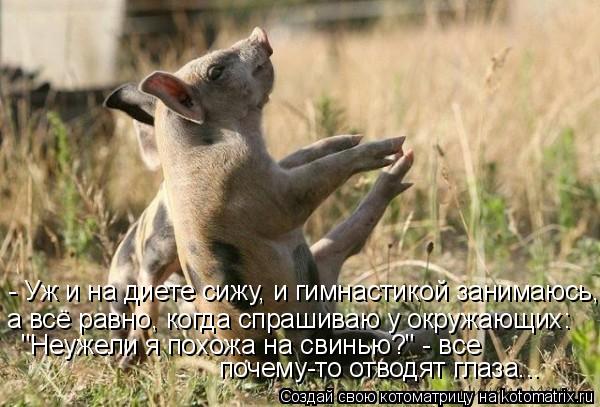 Котоматрица: - Уж и на диете сижу, и гимнастикой занимаюсь, а всё равно, когда спрашиваю у окружающих: "Неужели я похожа на свинью?" - все  почему-то отводят 