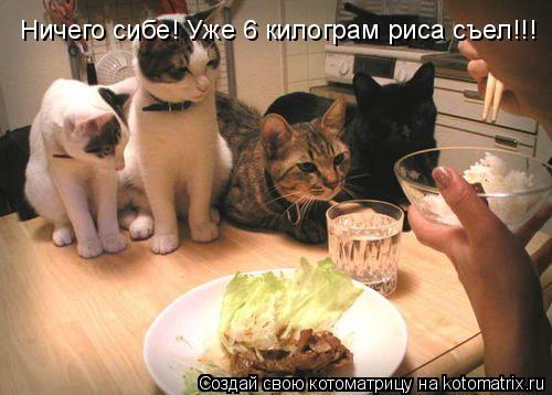 Котоматрица: Ничего сибе! Уже 6 килограм риса съел!!!