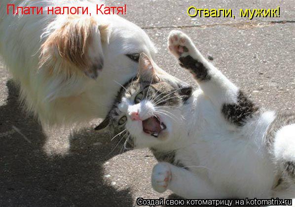 Котоматрица: Плати налоги, Катя! Отвали, мужик!