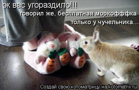 эк вас угораздило!!! говорил же, бесплатная моркофффка только у чучельника...... Котоматрица: эк вас угораздило!!! говорил же, бесплатная моркофффка только у чучельника...