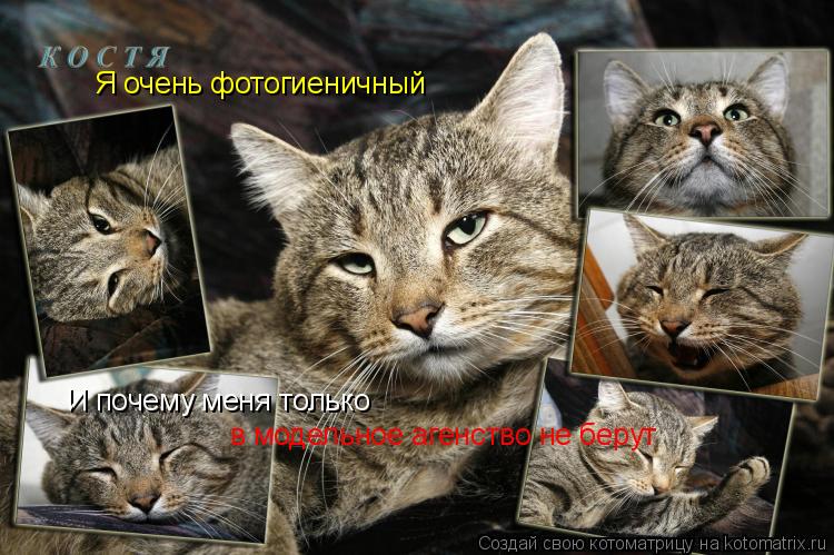 Котоматрица: Я очень фотогиеничный И почему меня только в модельное агенство не берут