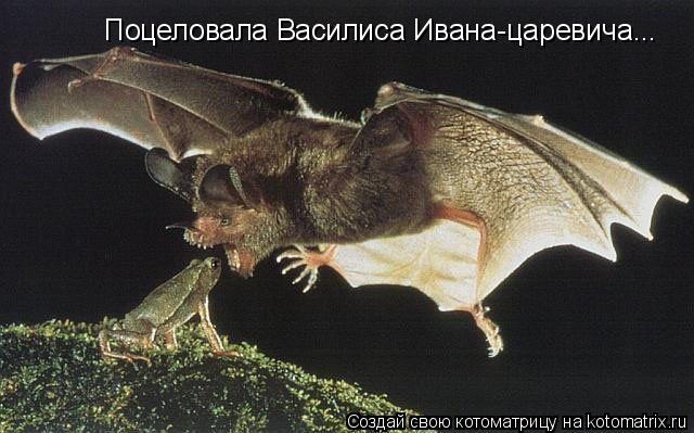 Котоматрица: Поцеловала Василиса Ивана-царевича...