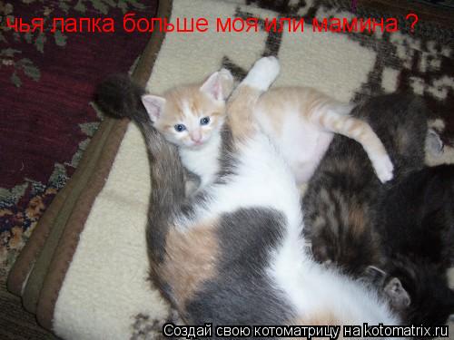 чья лапка больше моя или мамина ?... Котоматрица: чья лапка больше моя или мамина ?