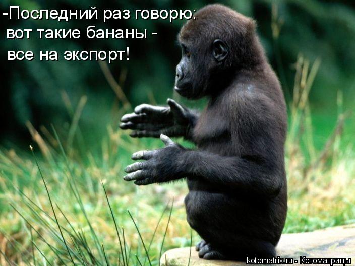 -Последний раз говорю: вот такие бананы - все на экспорт!... Котоматрица: -Последний раз говорю: вот такие бананы - все на экспорт!