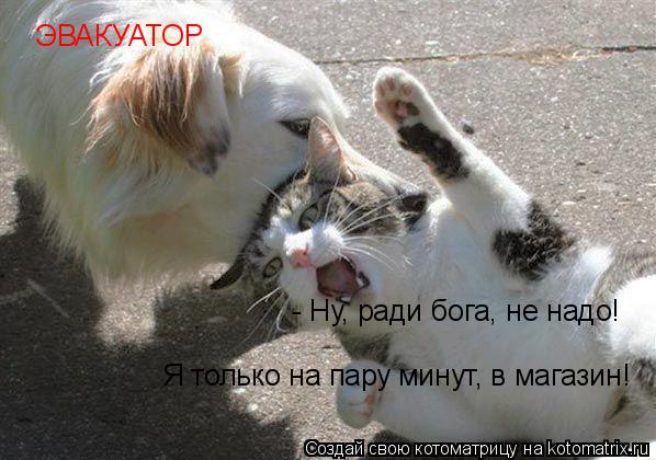 Котоматрица: ЭВАКУАТОР - Ну, ради бога, не надо!   Я только на пару минут, в магазин!