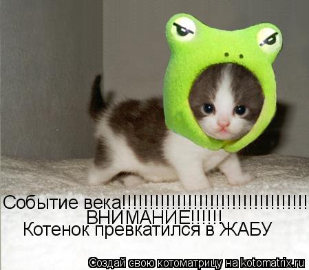 Котоматрица: Событие века!!!!!!!!!!!!!!!!!!!!!!!!!!!!!!!!!!!!!!!!!! ВНИМАНИЕ!!!!!! Котенок превкатился в ЖАБУ