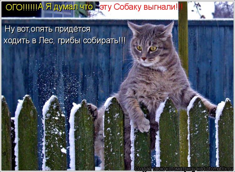 Котоматрица: ОГО!!!!!! А Я думал что  эту Собаку выгнали!!! Ну вот,опять придётся  ходить в Лес, грибы собирать!!!