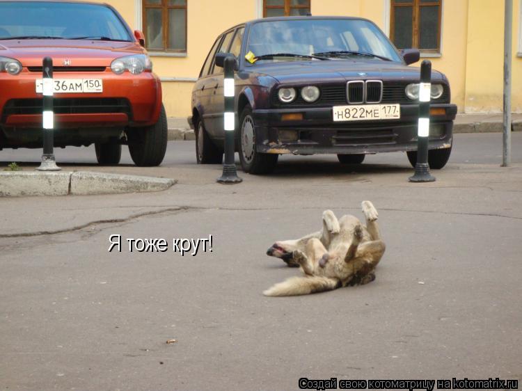 Я тоже крут!... Котоматрица: Я тоже крут!