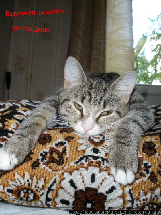 Котоматрица: Вздремнуть на работе --- милое дело