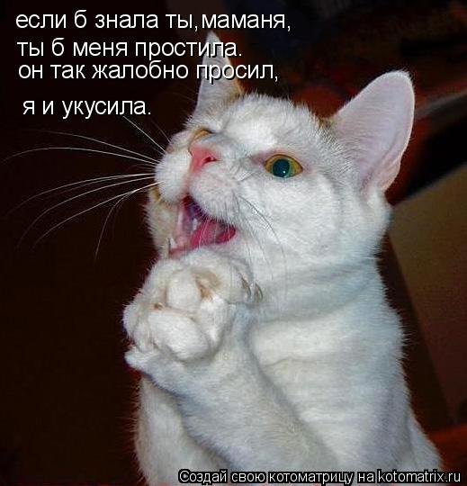 Котоматрица: если б знала ты,маманя, ты б меня простила. он так жалобно просил, я и укусила.