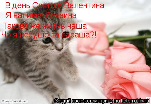 Котоматрица: В день Святого Валентина Я напился бензина Такова же жизнь наша Чо я несу,шо за параша?!