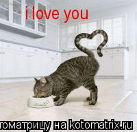 Котоматрица: i love you