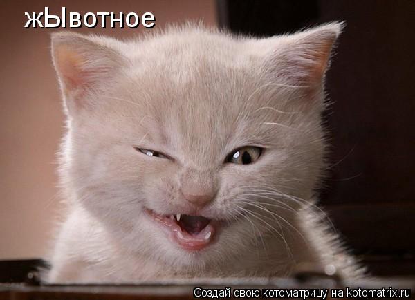 Котоматрица: жЫвотное