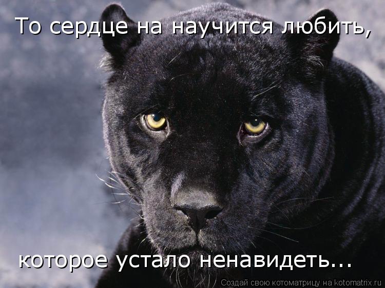 Котоматрица: То сердце на научится любить,  которое устало ненавидеть...