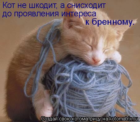 Котоматрица: Кот не шкодит, а снисходит  до проявления интереса к бренному.
