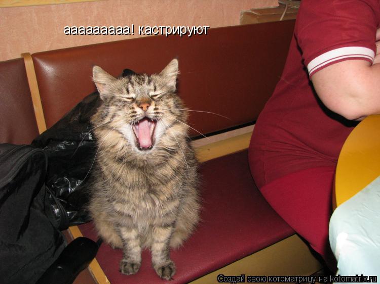 Котоматрица: ааааааааа! кастрируют