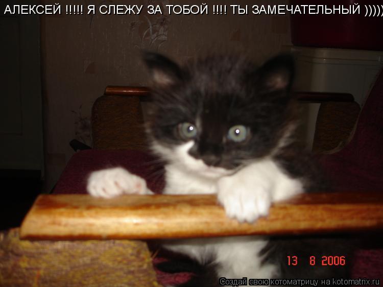 Котоматрица: АЛЕКСЕЙ !!!!! Я СЛЕЖУ ЗА ТОБОЙ !!!! ТЫ ЗАМЕЧАТЕЛЬНЫЙ )))))))))))
