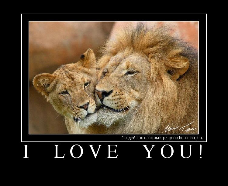 Котоматрица: I     L O V E     Y O U ! 