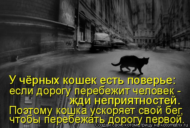 У чёрных кошек есть поверье: чтобы перебежать дорогу первой. Поэтому кошка ускоряет свой бег, жди неп... Котоматрица: У чёрных кошек есть поверье: чтобы перебежать дорогу первой. Поэтому кошка ускоряет свой бег, жди неприятностей. если дорогу перебежит чело