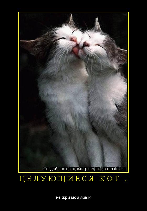 Котоматрица: Ц Е Л У Ю Щ И Е С Я   К О Т   , 