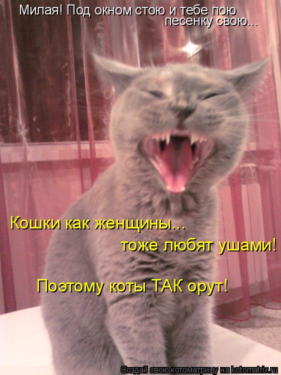 Котоматрица: Милая! Под окном стою и тебе пою песенку свою... Кошки как женщины... тоже любят ушами! Поэтому коты ТАК орут!