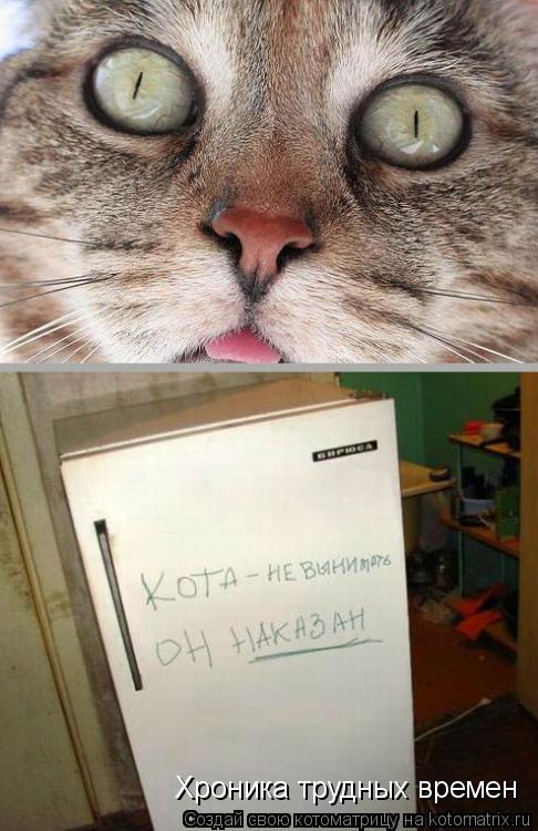 Котоматрица: Хроника трудных времен