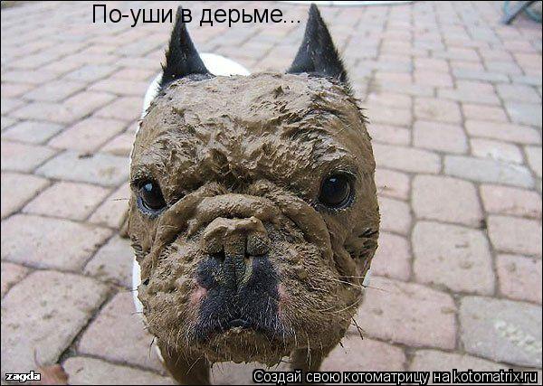 Котоматрица: По-уши в дерьме...