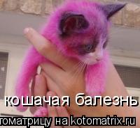 Котоматрица: кошачая балезнь
